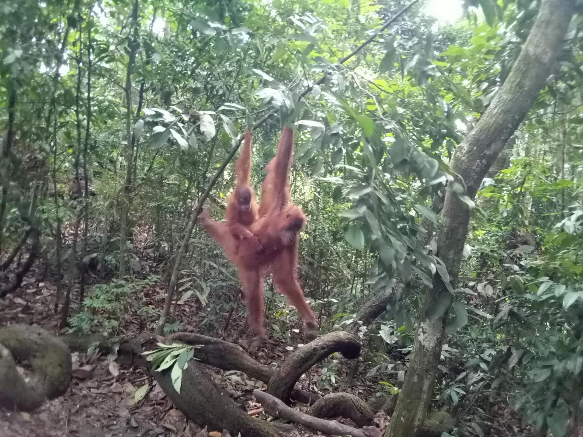 Jungle Treking & Jungle Tour If You Want To Stay Here,You Must Book Treking Only With Us Bukit Lawang Exterior photo